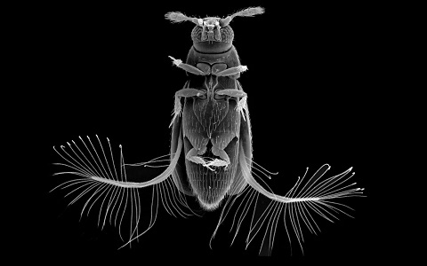 Descubren cómo es posible que vuele tan rápido un minúsculo escarabajo